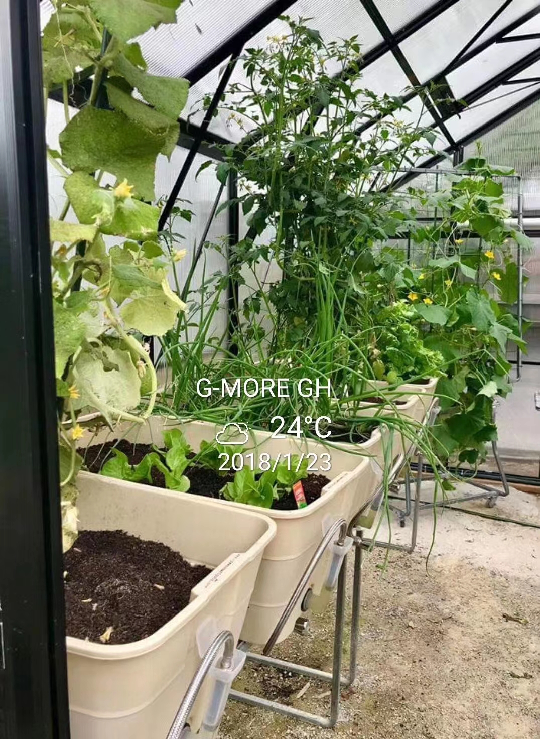 G-MORE GH