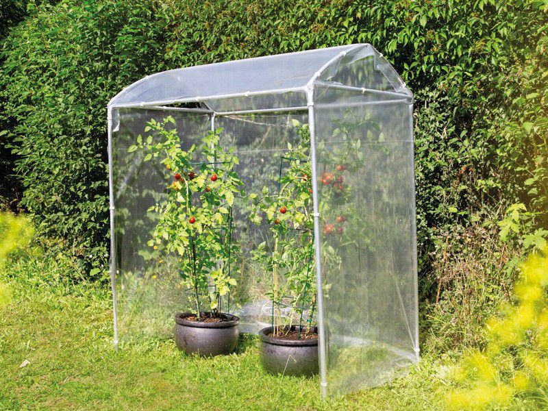 Tomato Greenhouse